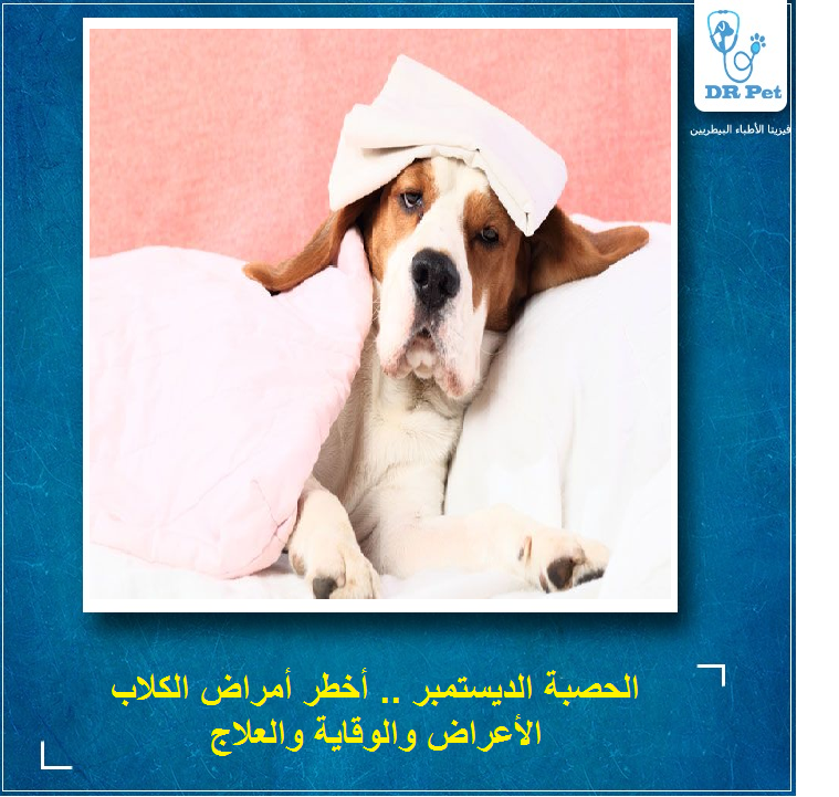 «ديستمبر الكلاب» .. فيروس خطير تعرف على أعراضه وعلاجه
