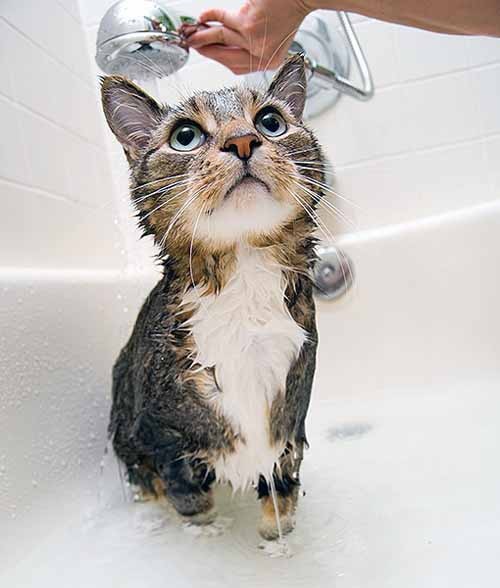 الطريقة السليمة لاستحمام القطط .. نصائح أساسية