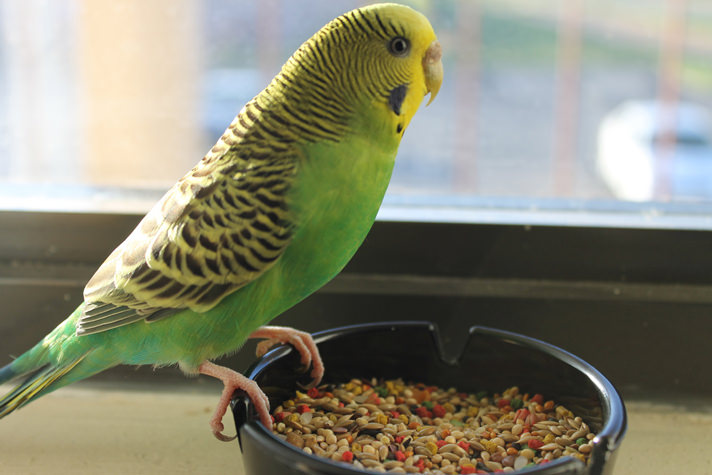 التغذية المثالية لطيور الزينة .. أنواع الوجبات وتحضيرها