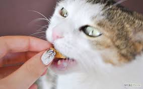 الطرق الصحيحة لاعطاء القطط الدواء عن طريق الفم