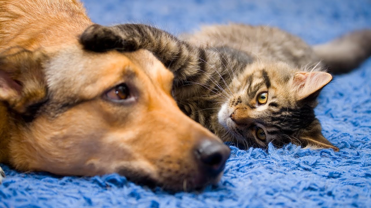أمراض مشتركة بين القطط والكلاب والانسان