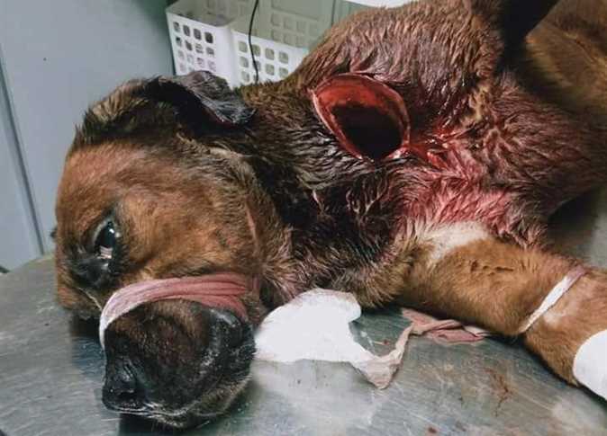 مقرر لجنة حقوق الحيوان بنقابة البيطريين: 3 قوانين تُجرم الاعتداء على الحيوان وقتله