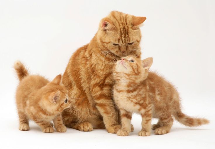 الأمومة البديلة عند القطط