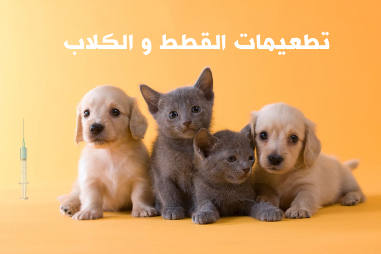 التطعيمات الضرورية للقطط والكلاب