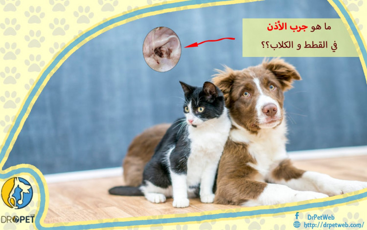 أسباب وعلاج جرب الأذن لدى الكلاب والقط
